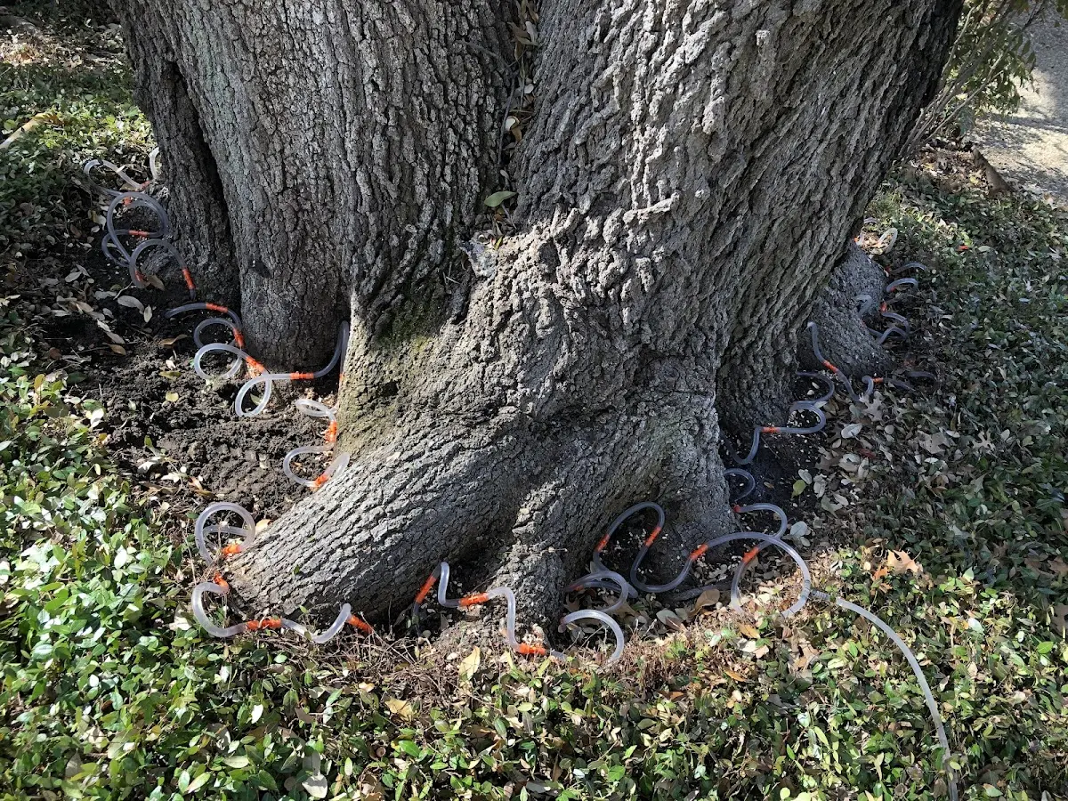 Detailed Tree Cabling and Bracing job site in Stafford